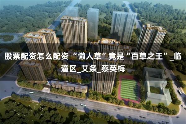 股票配资怎么配资 “懒人草”竟是“百草之王”_临潼区_艾条_蔡英梅